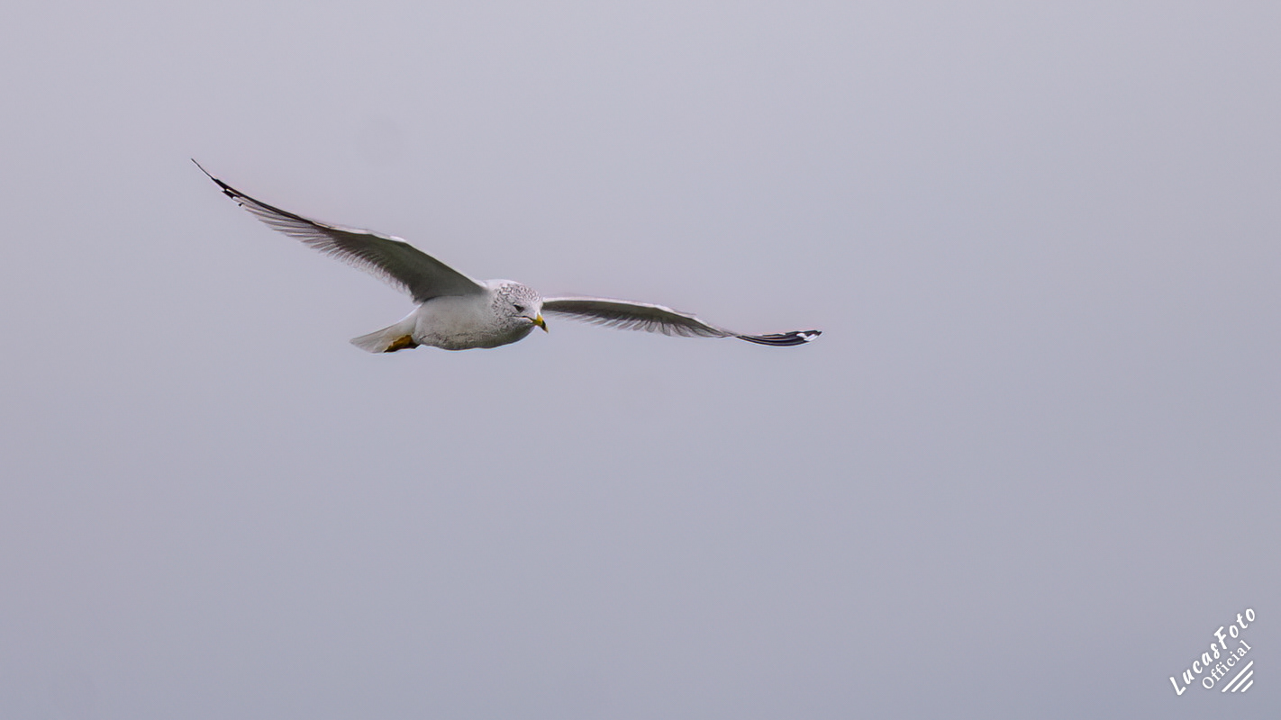 Ring-billed Gull