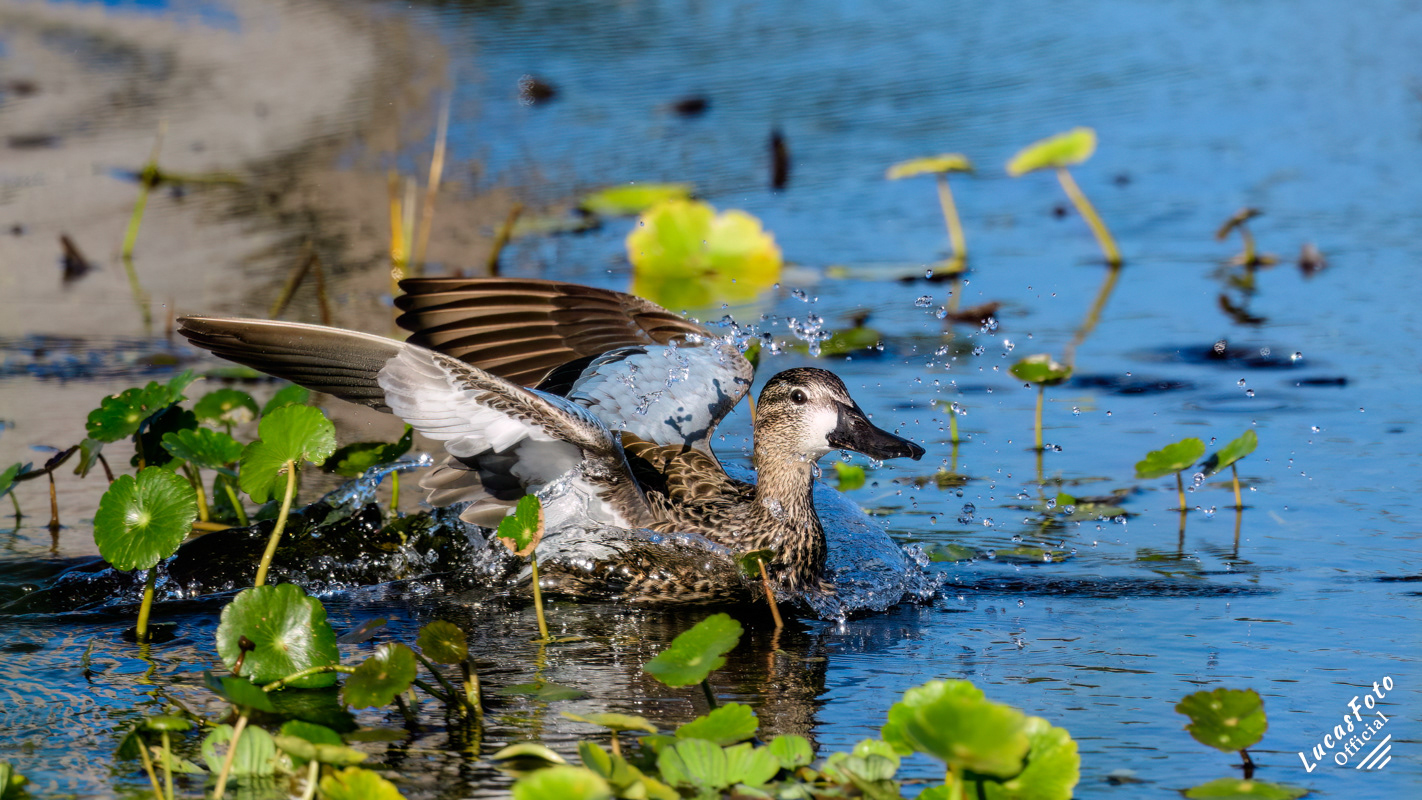 Blue-winged Teal