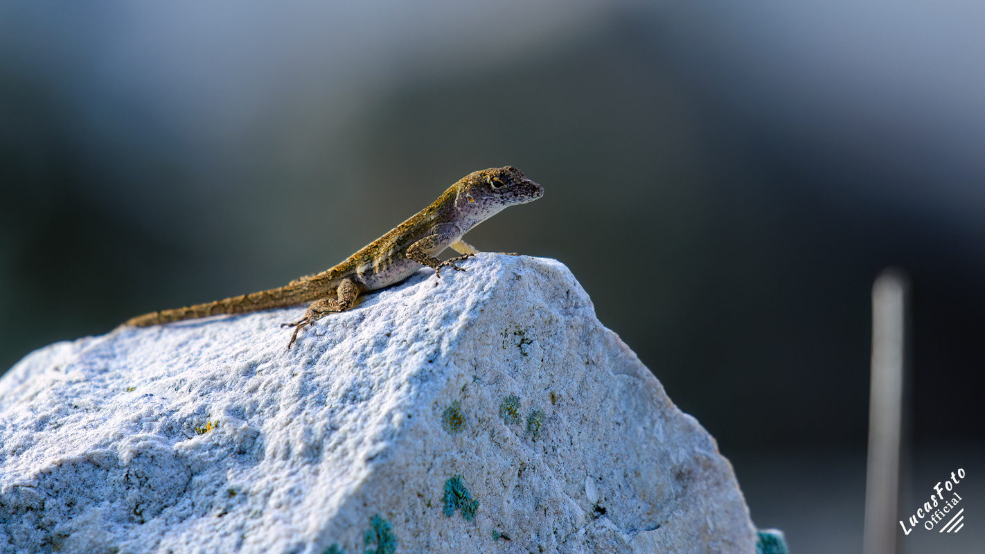 Brown Anole