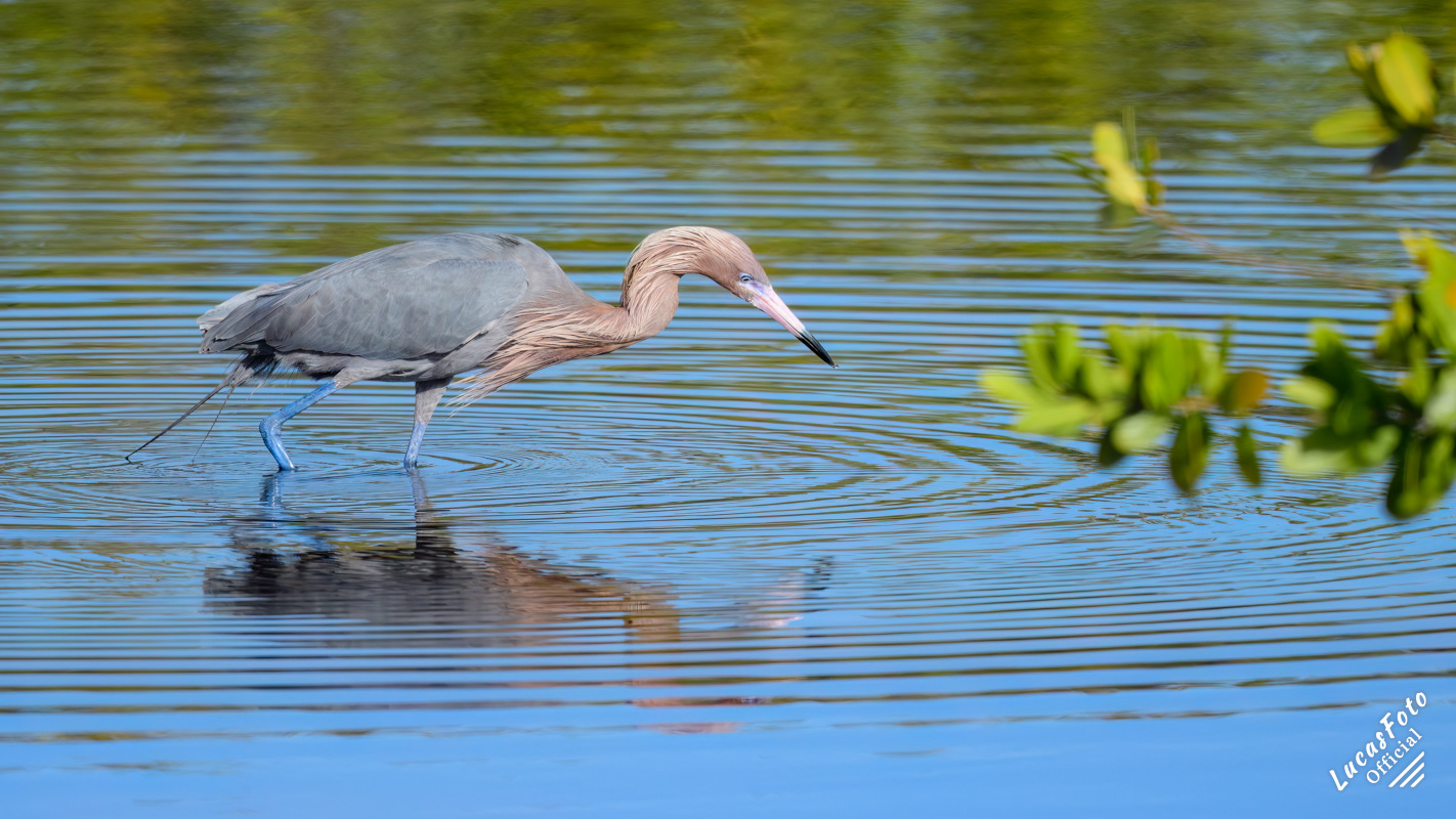 Reddish Egret
