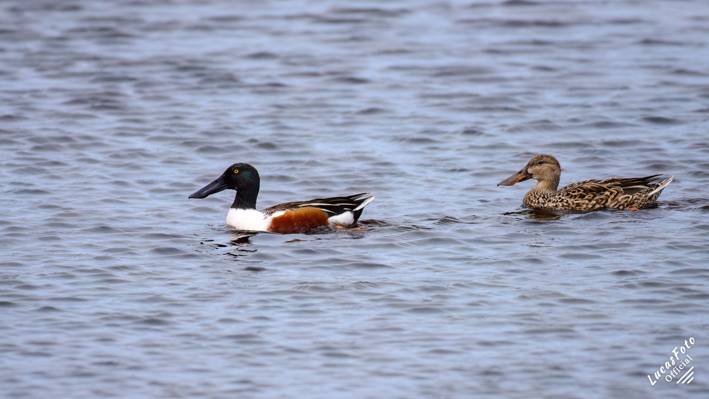 Northern Shoveler