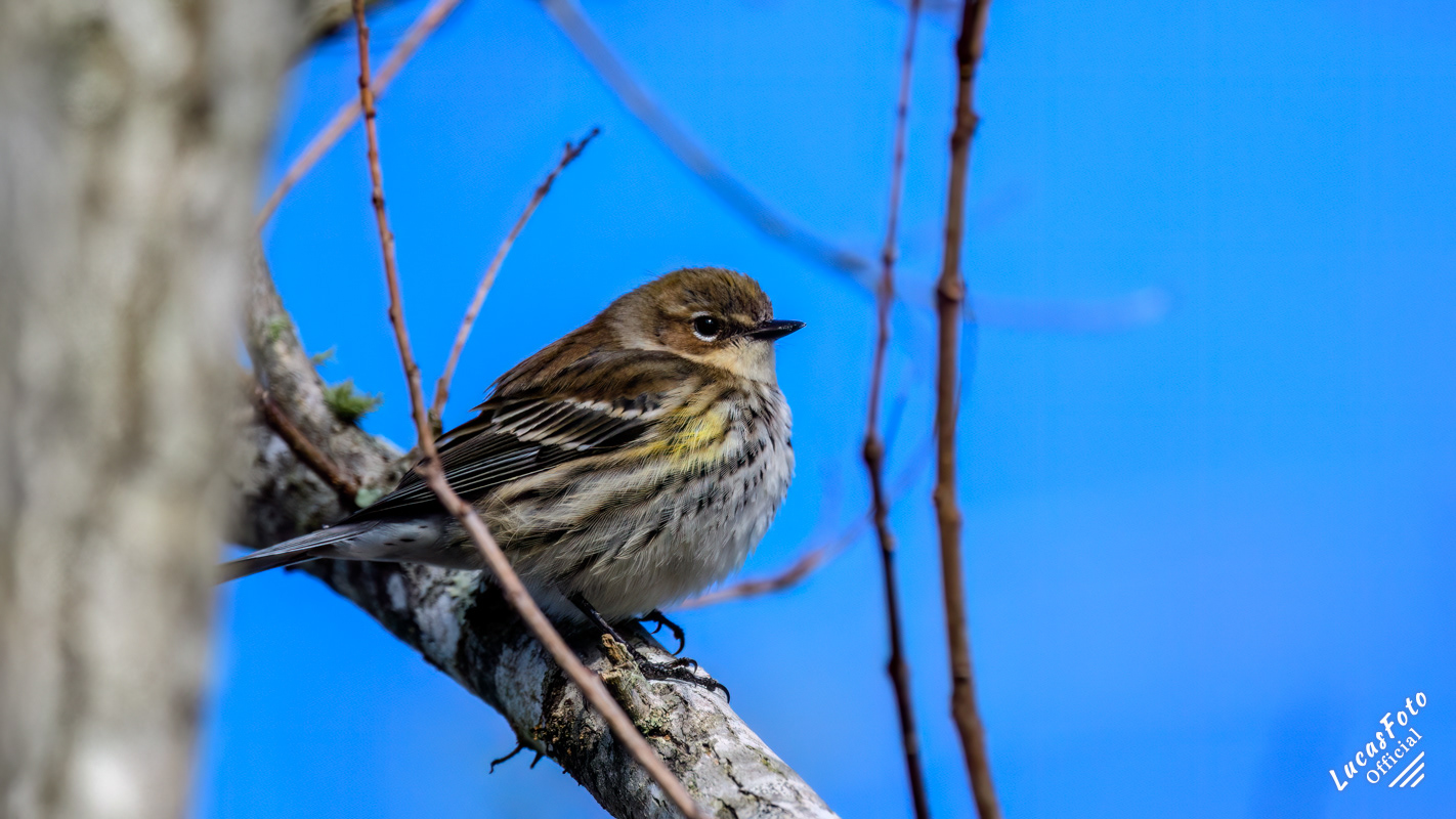 Yellow-rumped Warbler