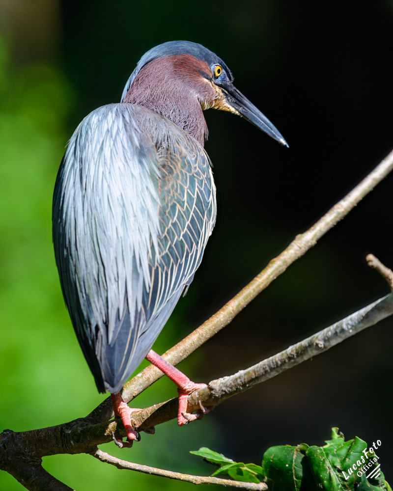 Green Heron