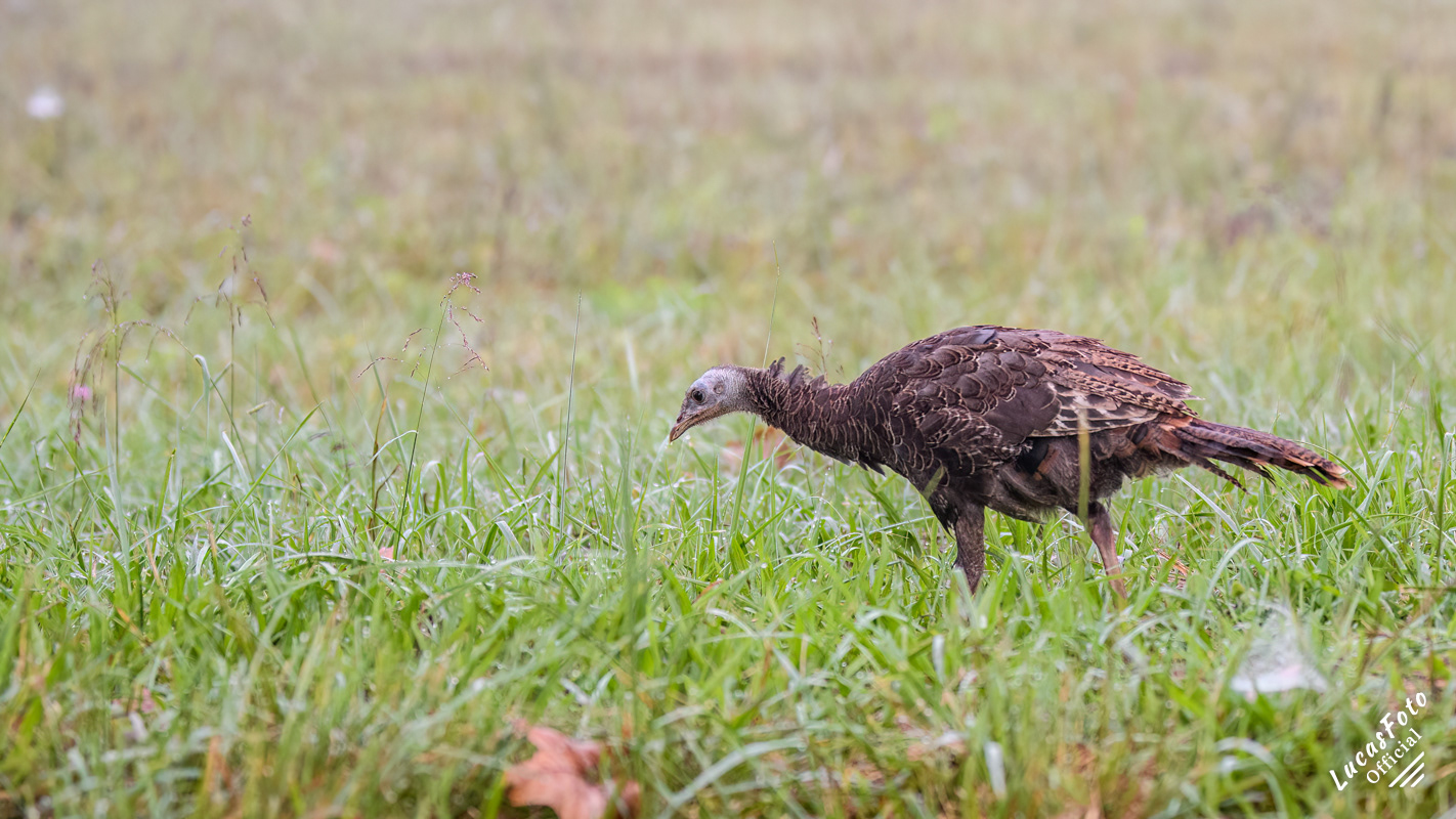 Eastern Wild Turkey
