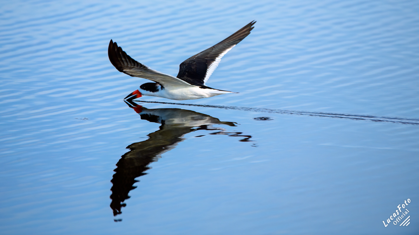 Black Skimmer