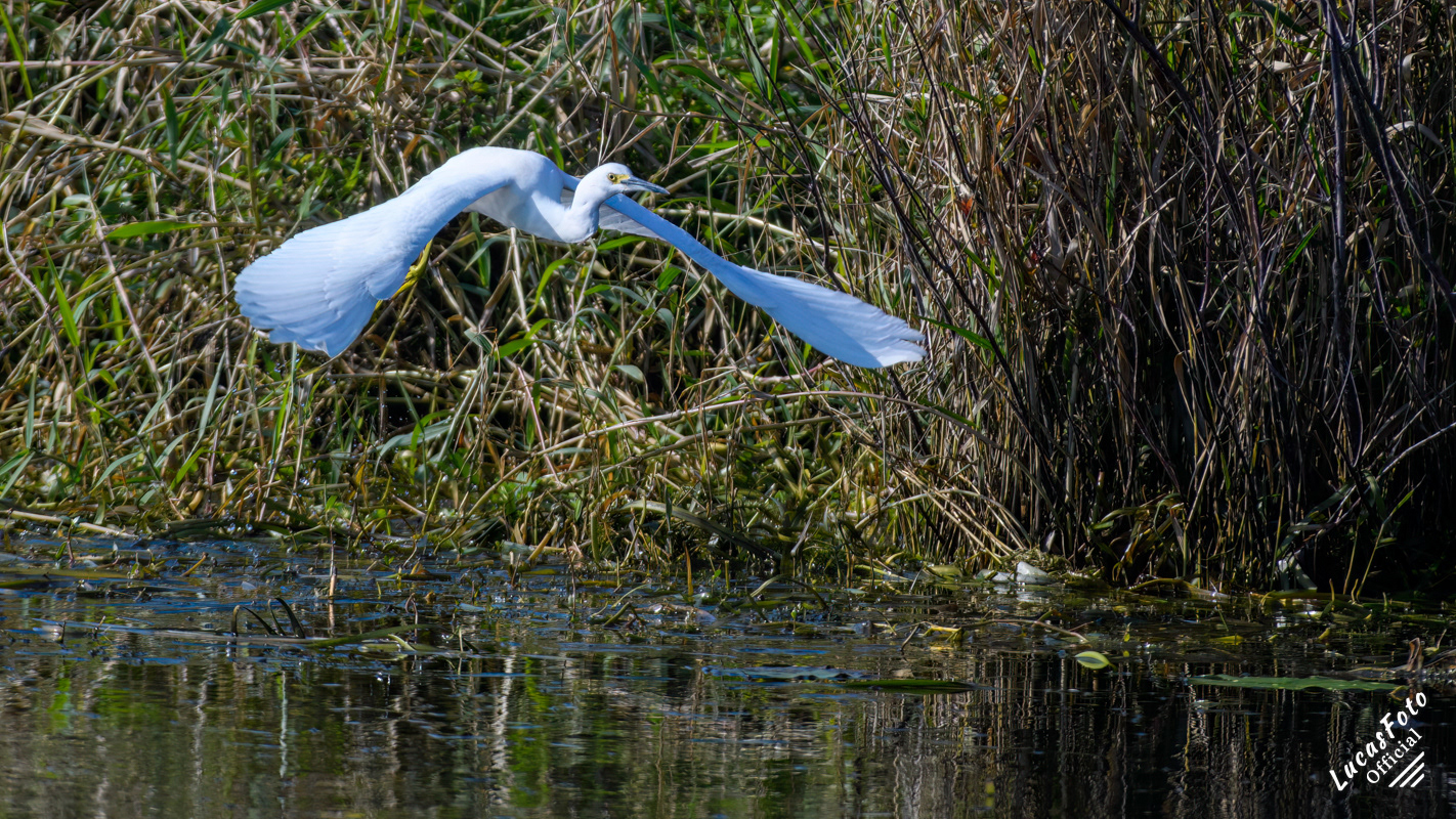 Snowy Egret