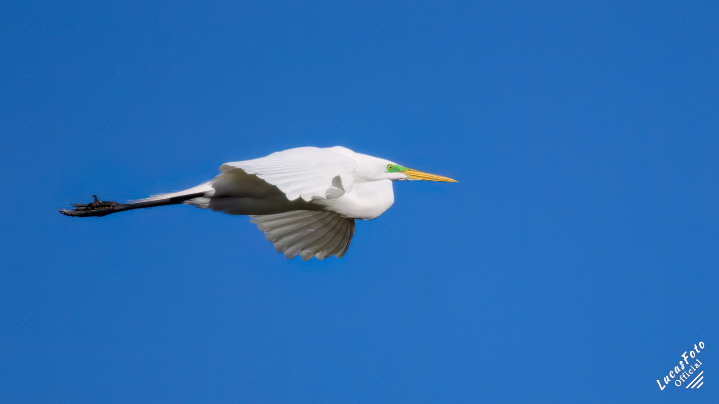 Great Egret