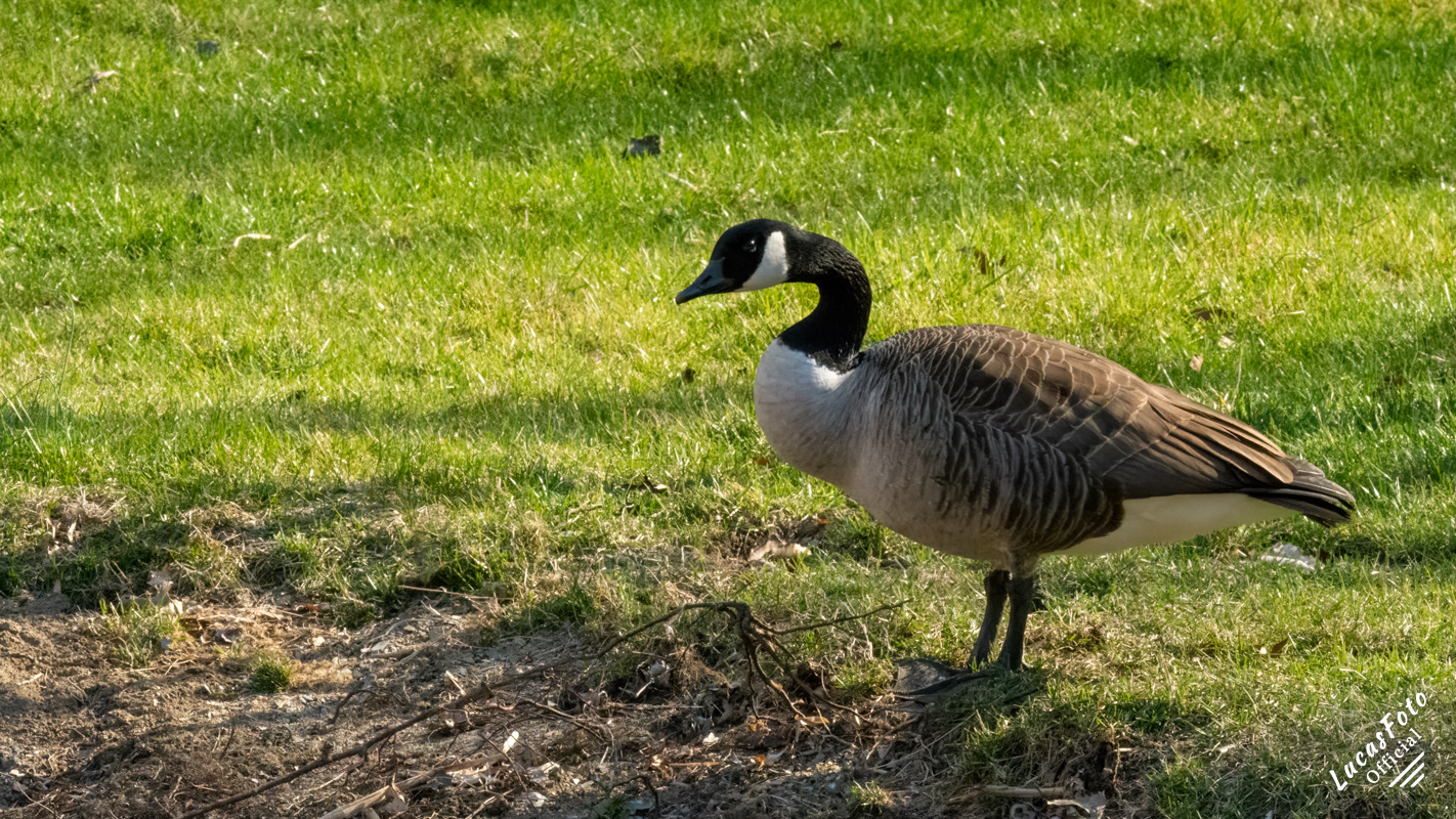 Canada Goose