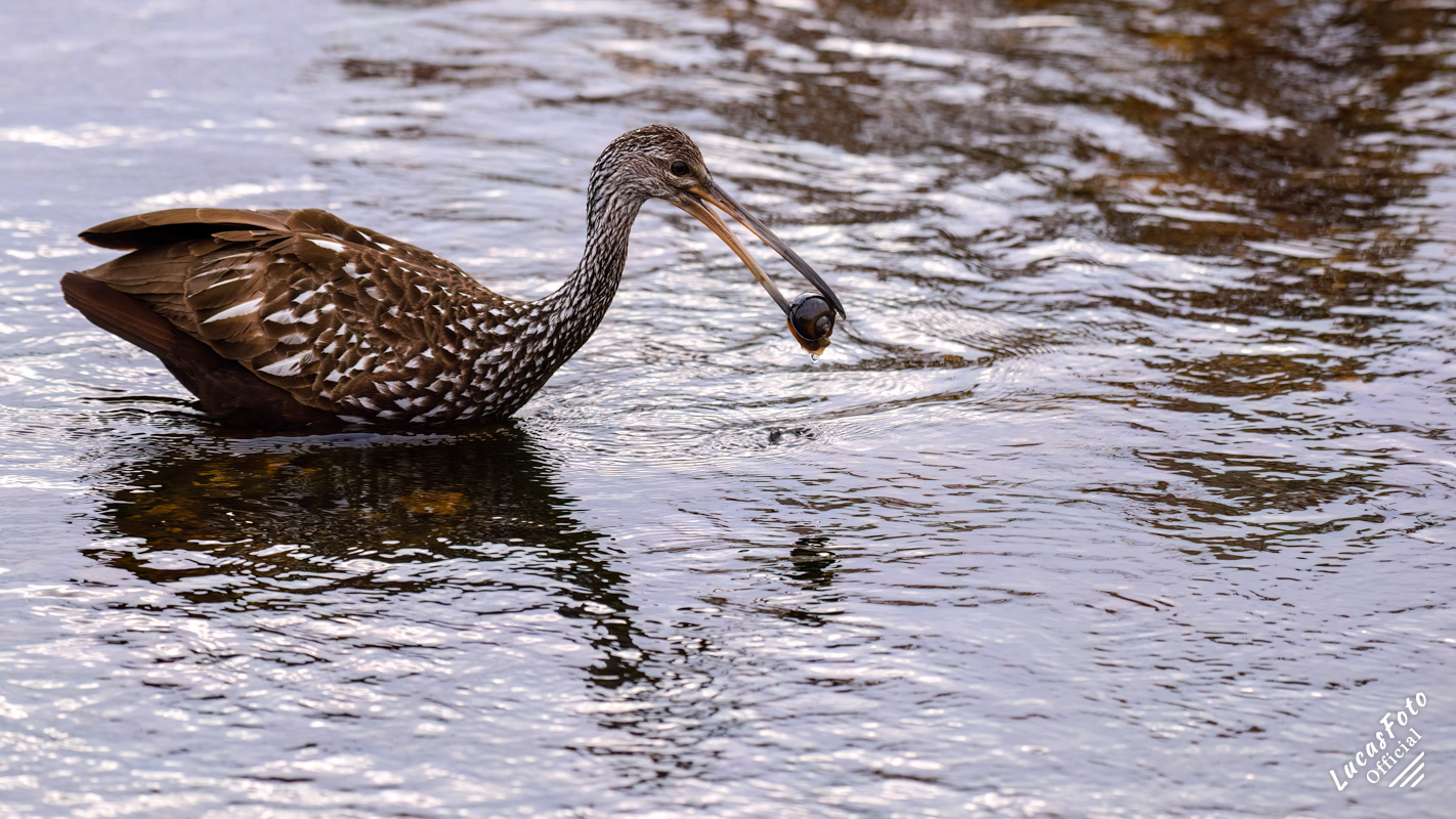 Limpkin