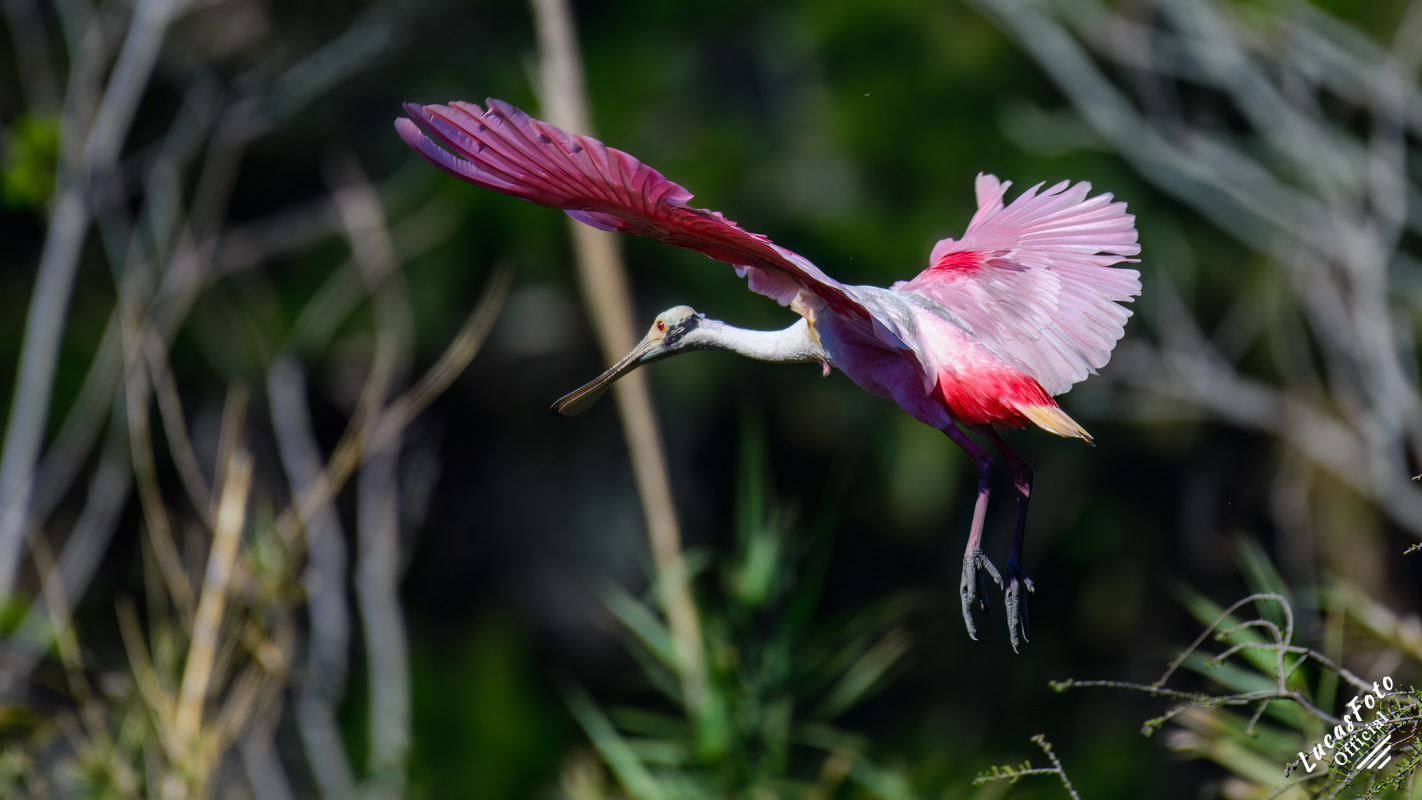 Roseate Spoonbill