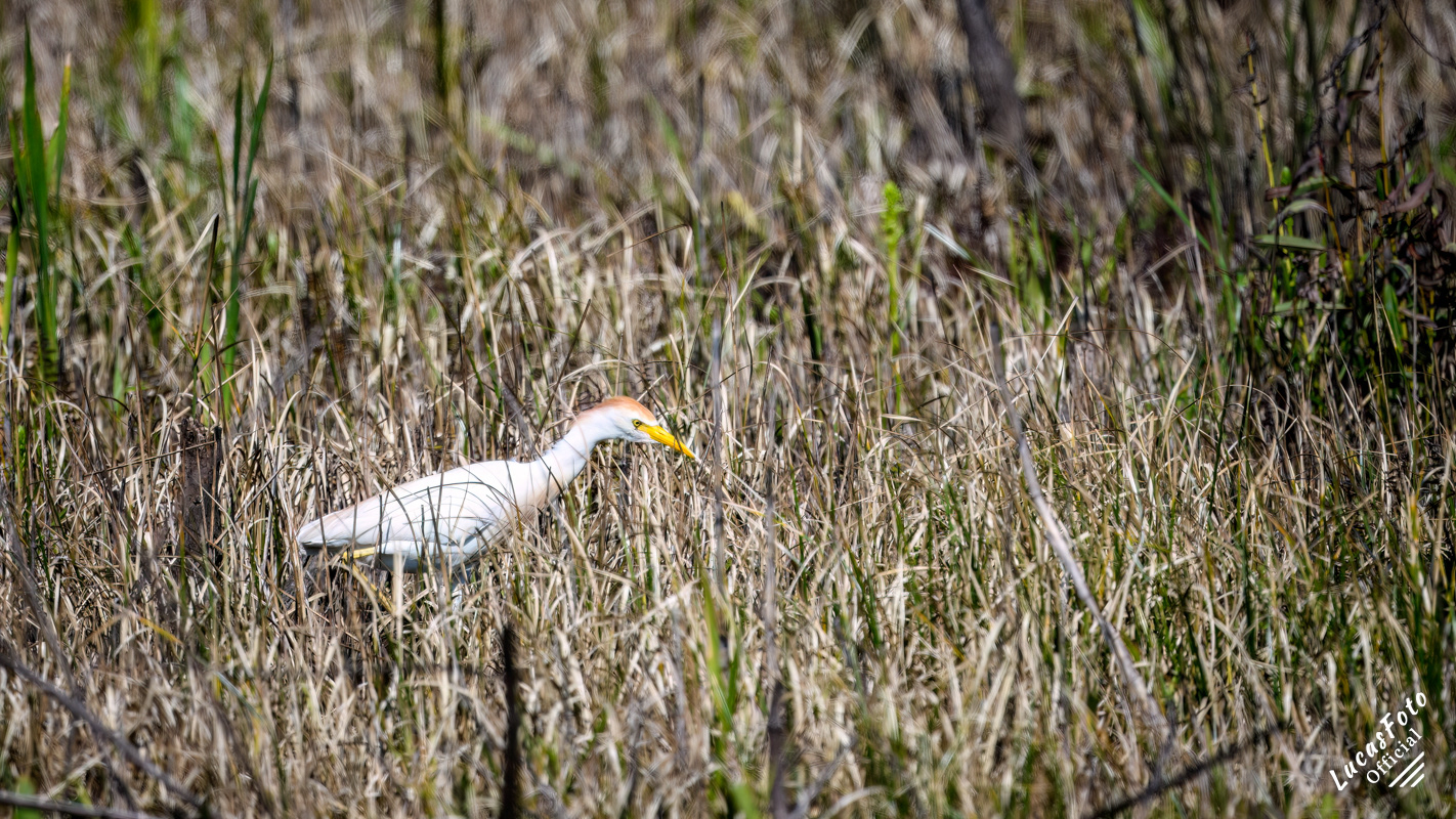 Cattle Egret