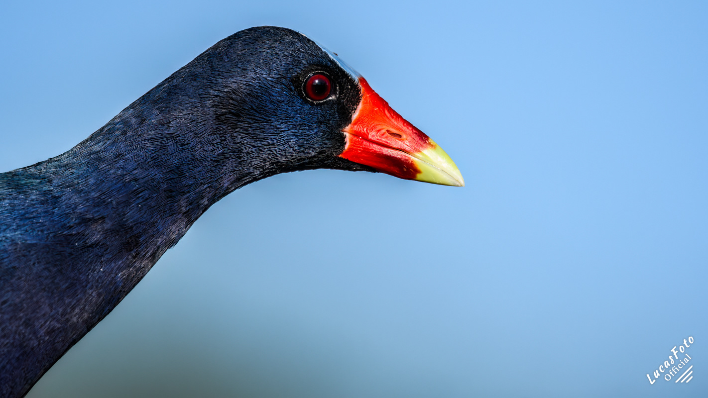 Purple Gallinule