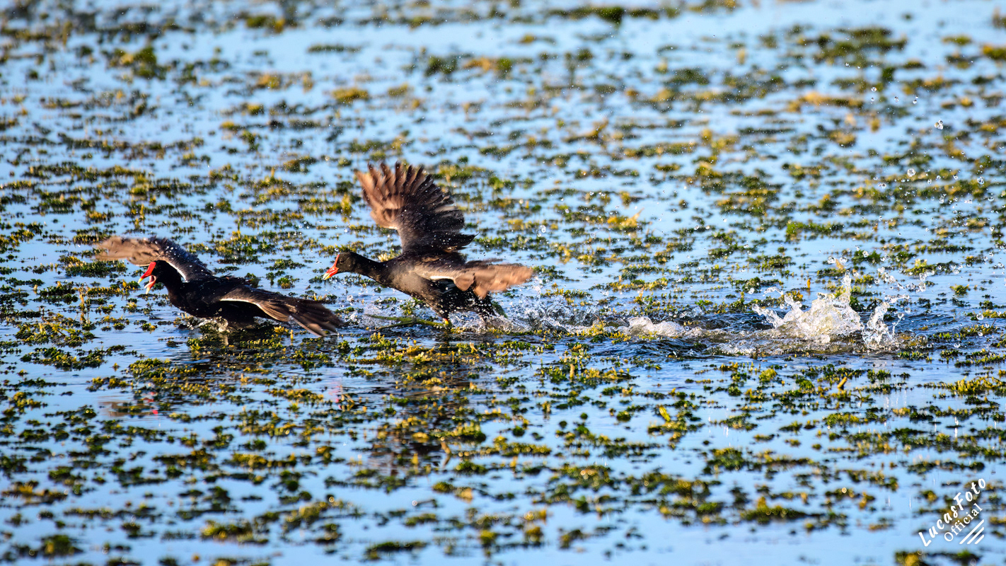 Common Gallinule