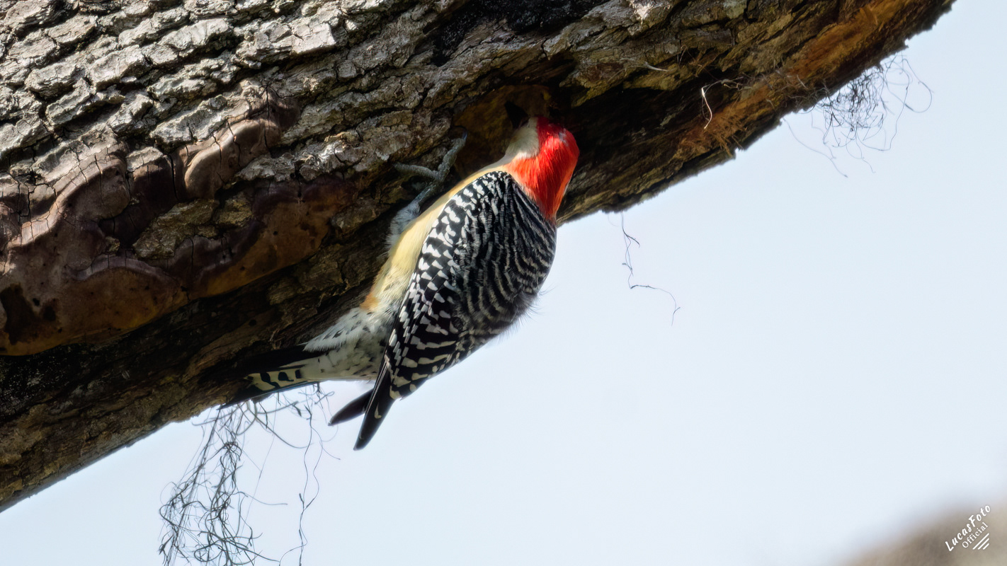 Red-bellied Woodpecker