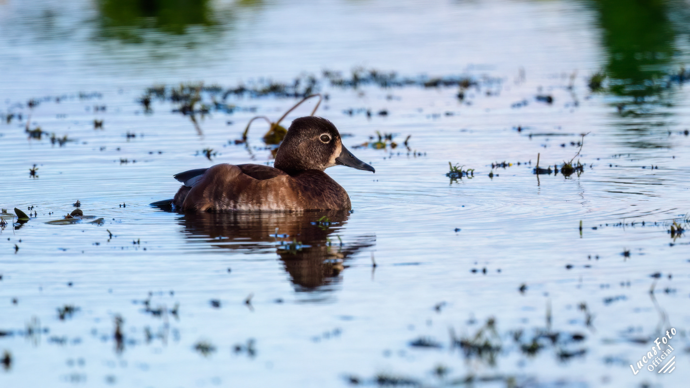 Ring-necked Duck