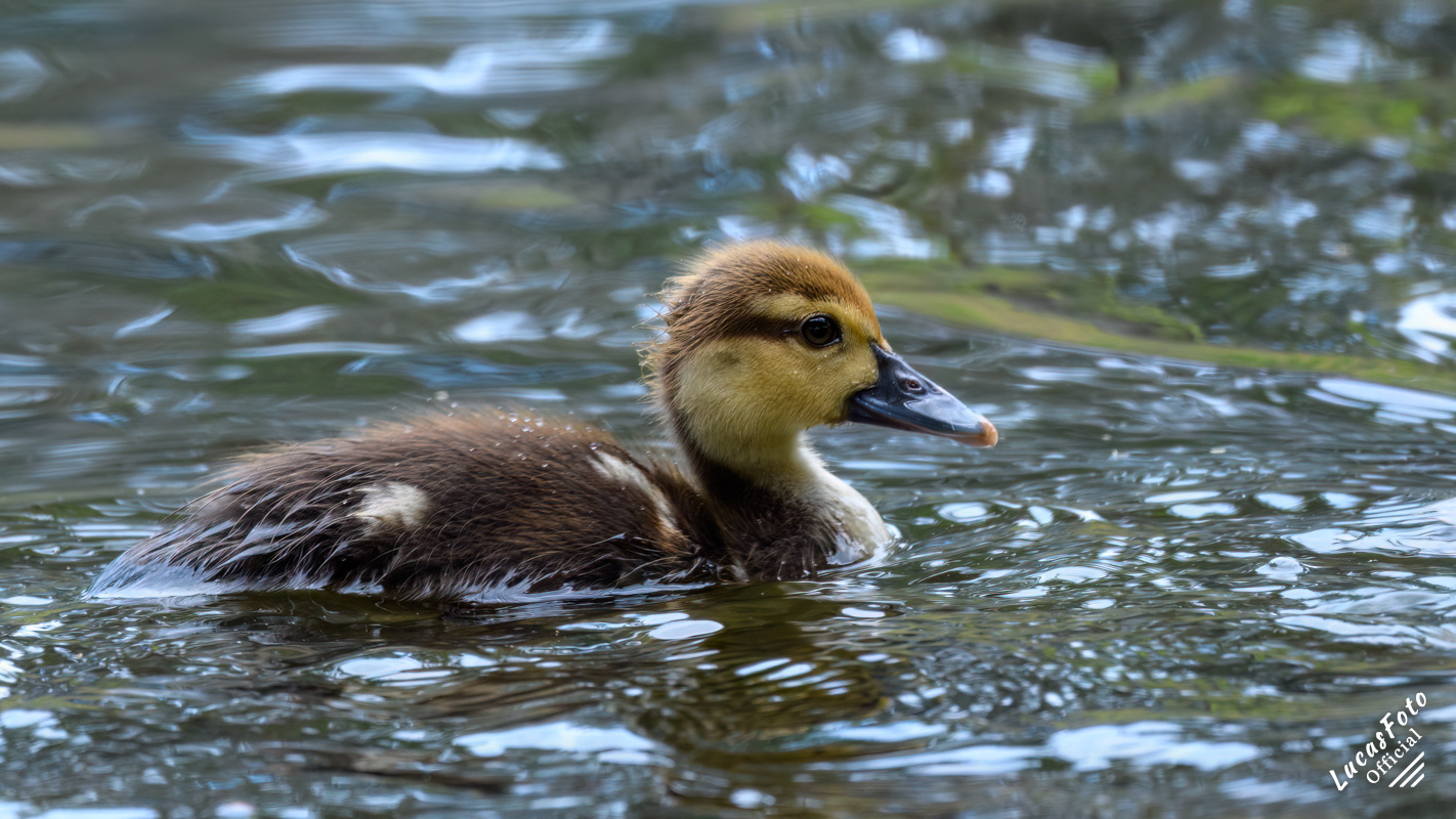 Muscovy Duck