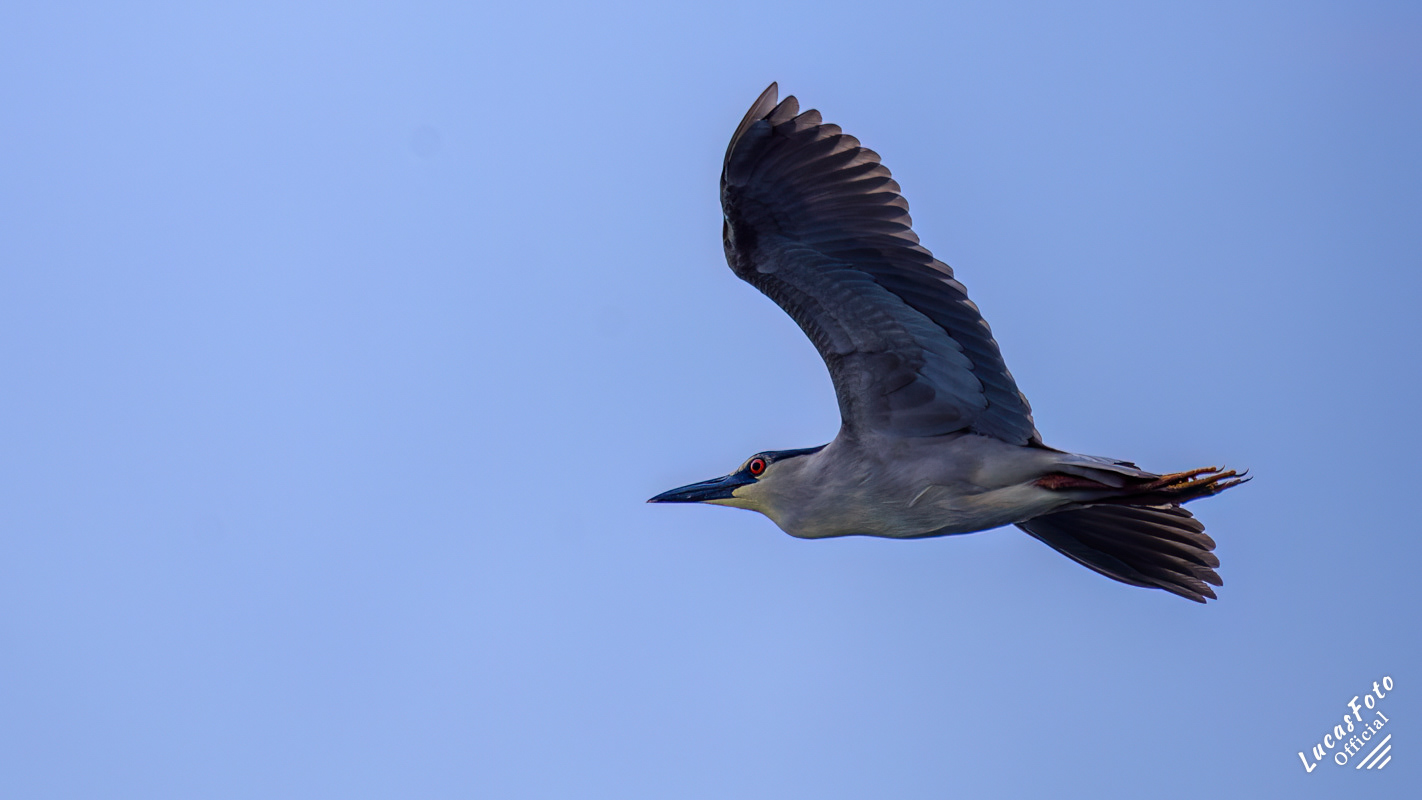 Black-crowned Night Heron