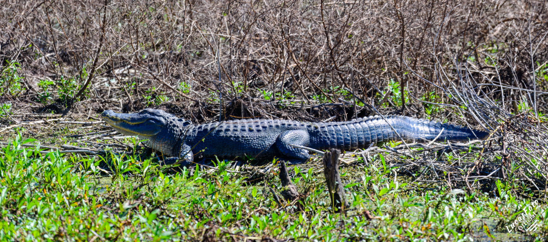 Alligator