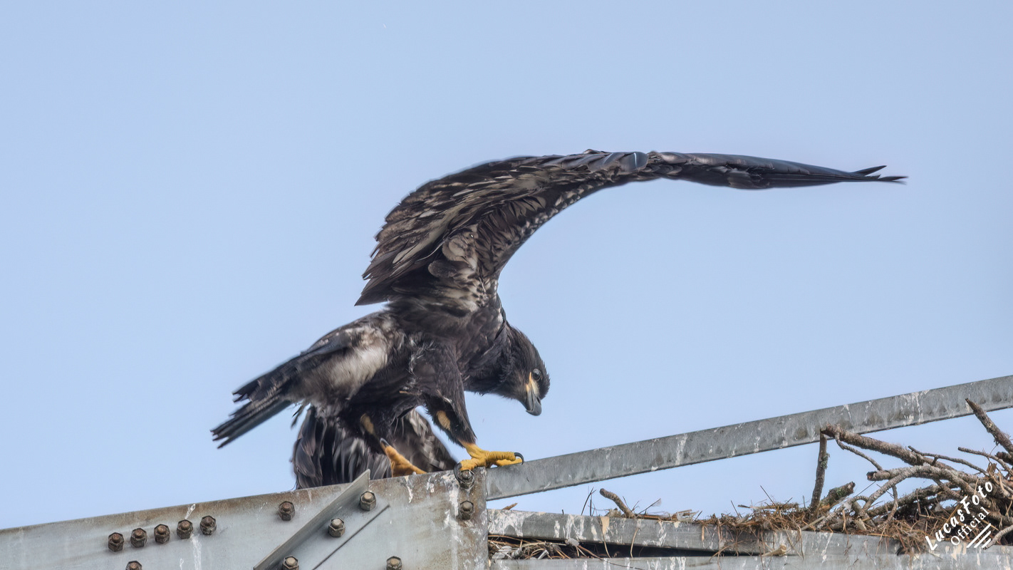 Bald Eagle