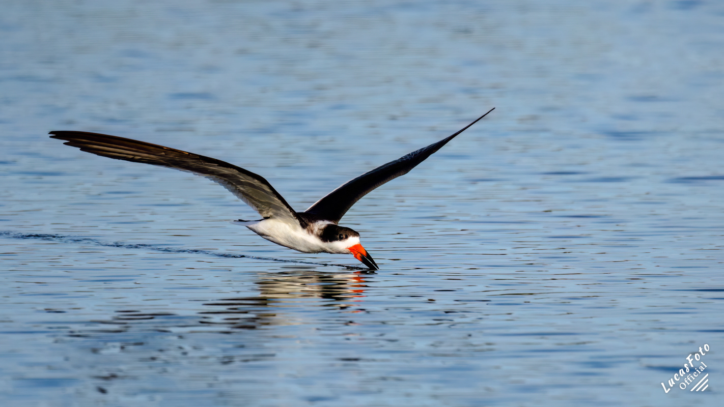 Black Skimmer