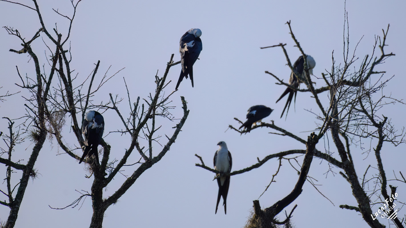 Swallow-tailed Kite