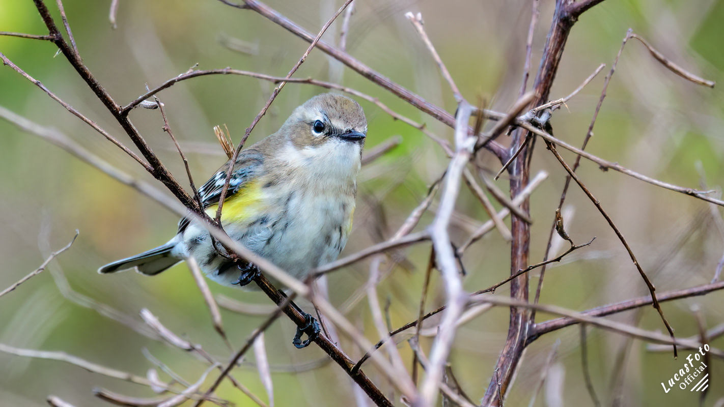 Yellow-rumped Warbler