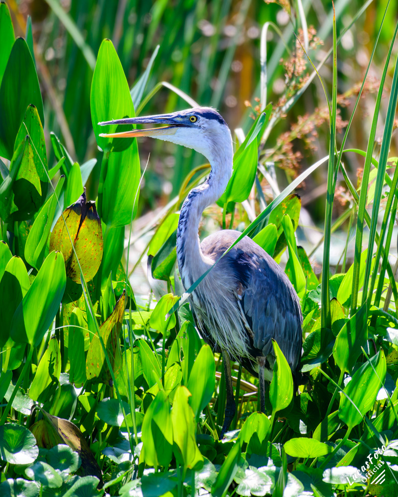 Great Blue Heron