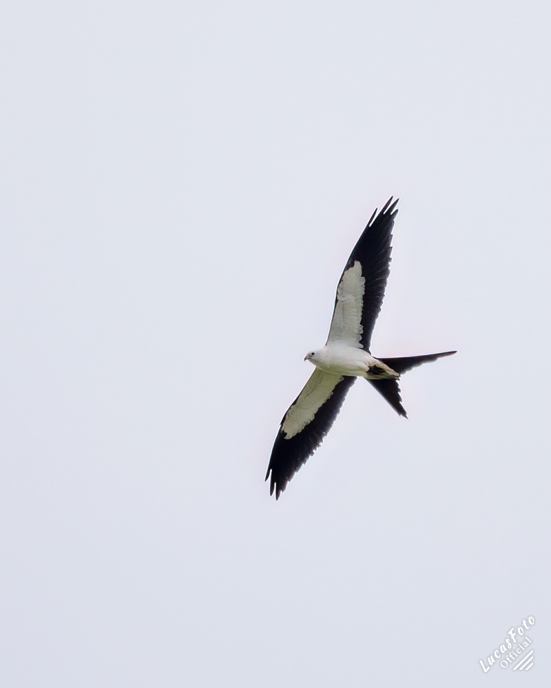 Swallow-tailed Kite