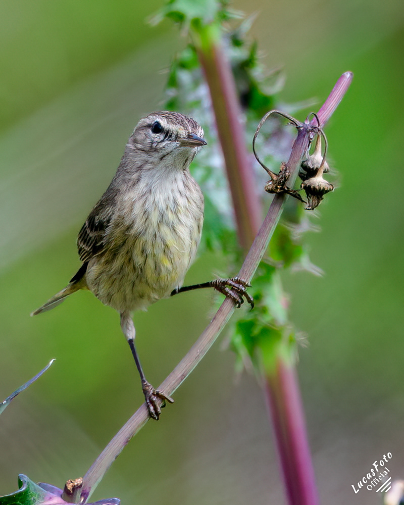 Palm Warbler