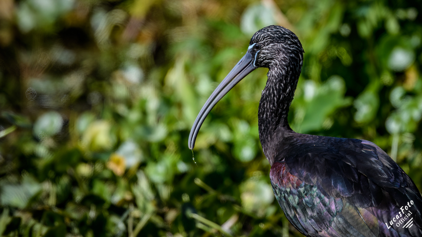 Glossy Ibis