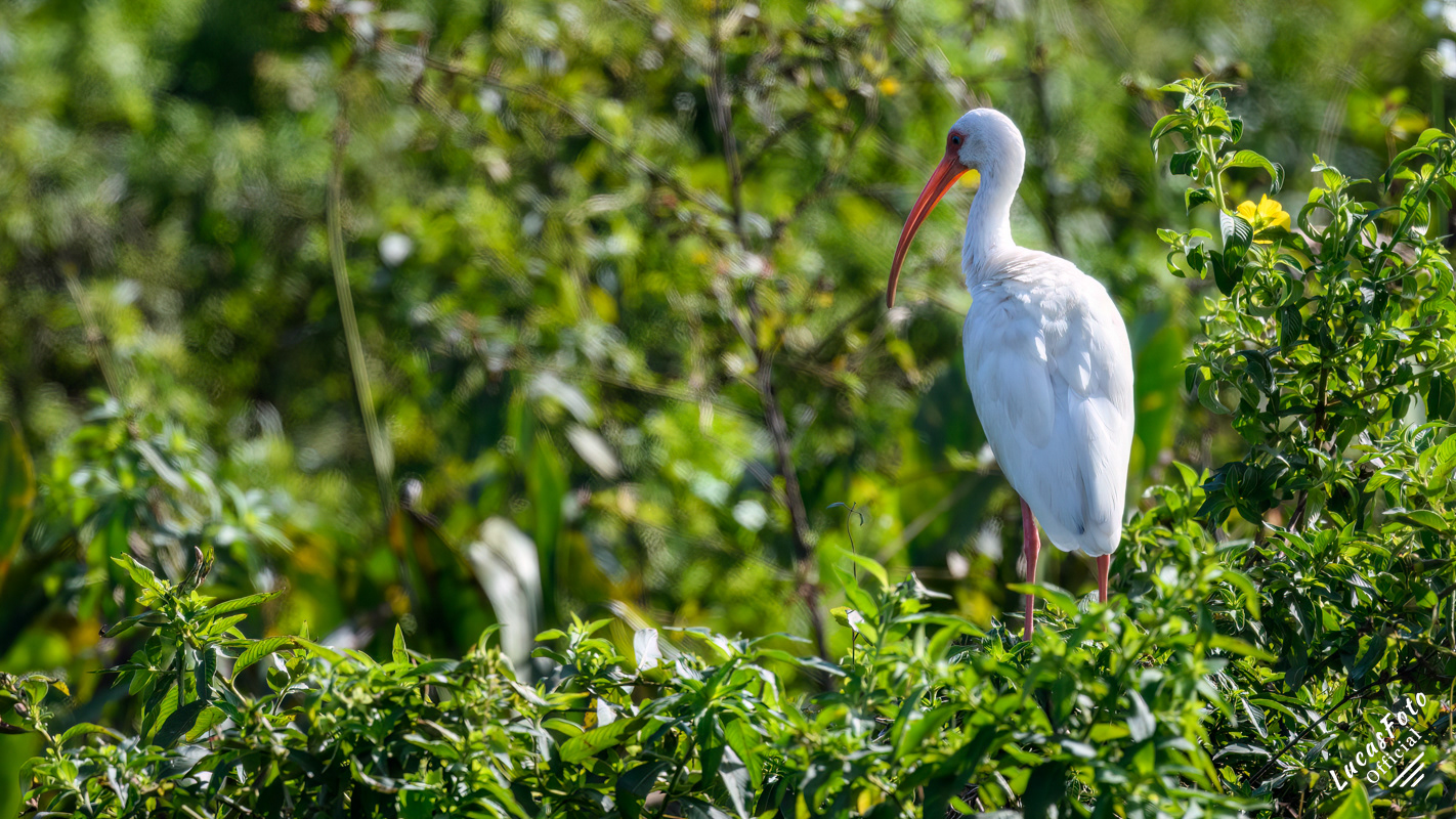 White Ibis