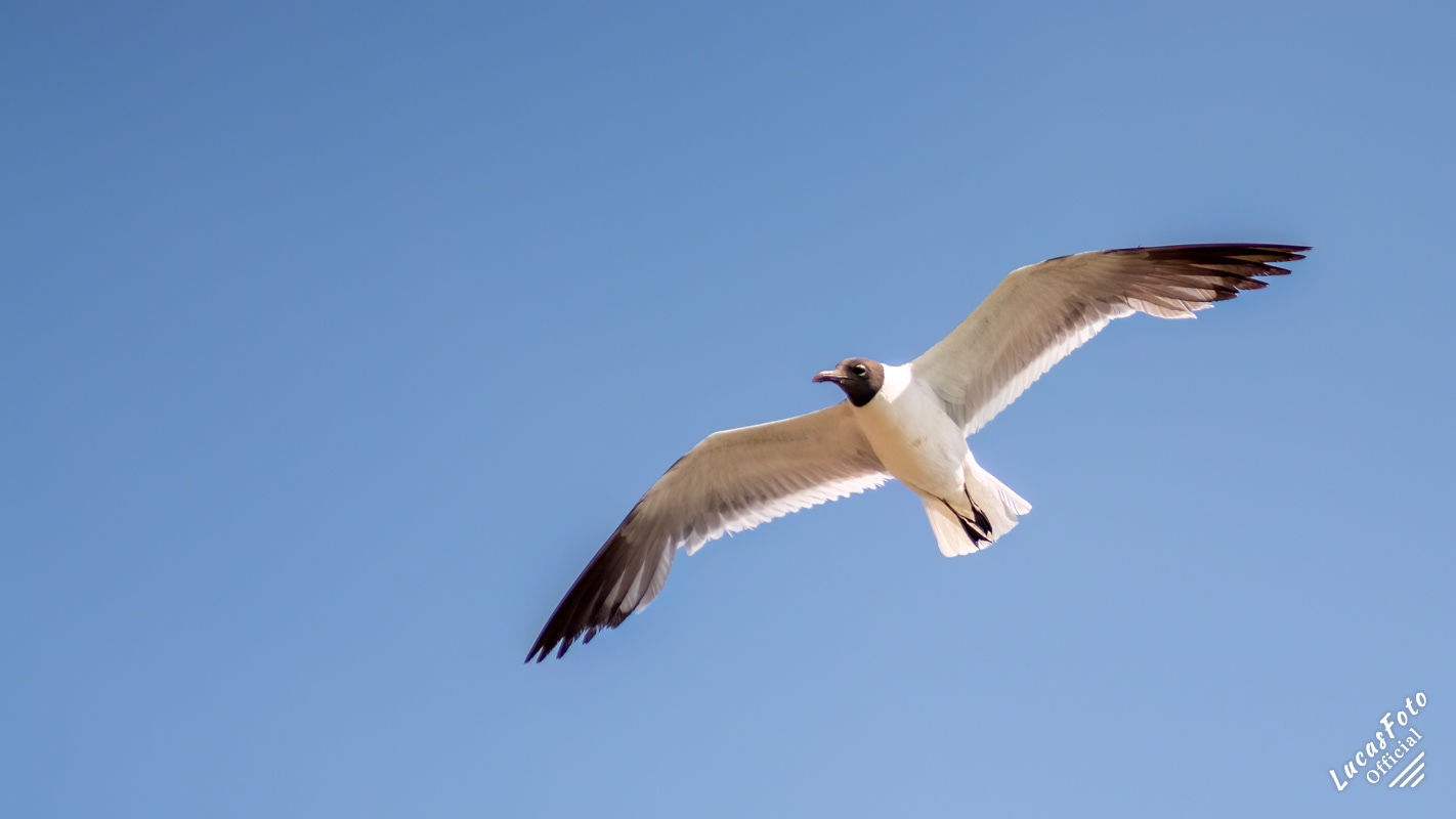 Laughing Gull