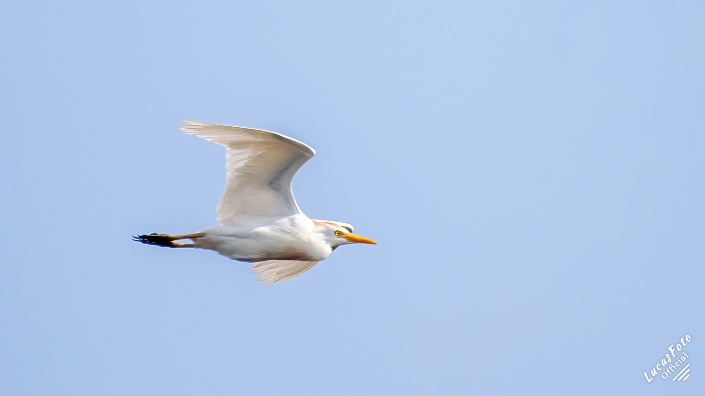 Cattle Egret