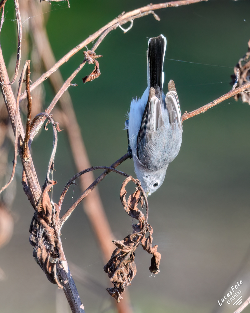 Blue-gray Gnatcatcher