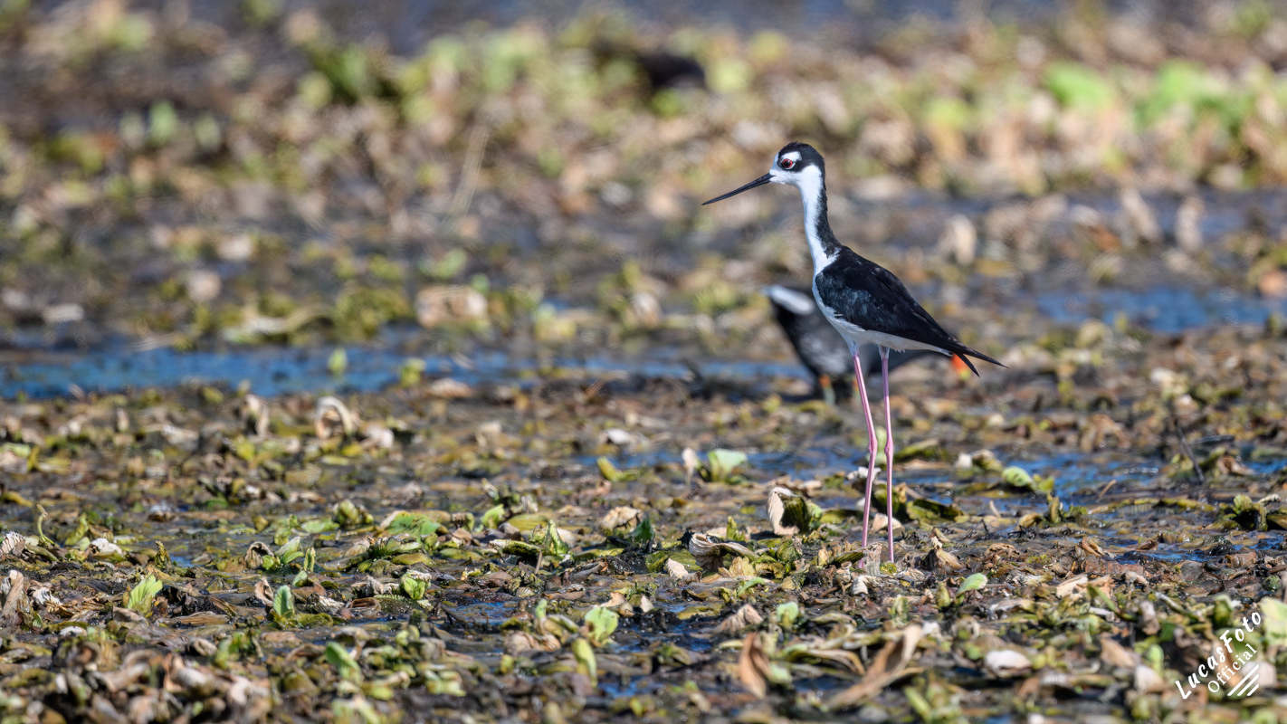 Black-necked Stilt