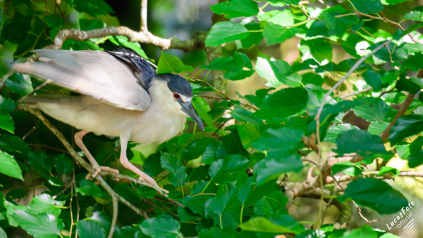 Black-crowned Night Heron