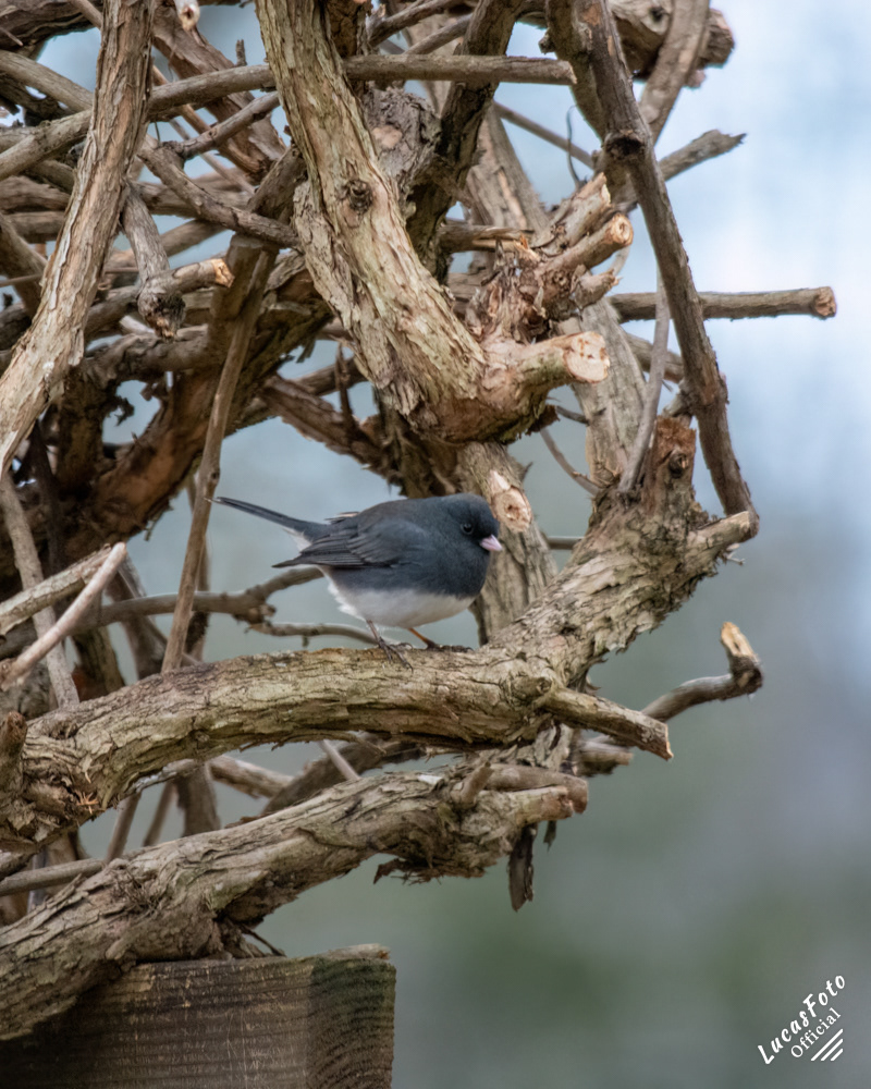 Dark-eyed Junco
