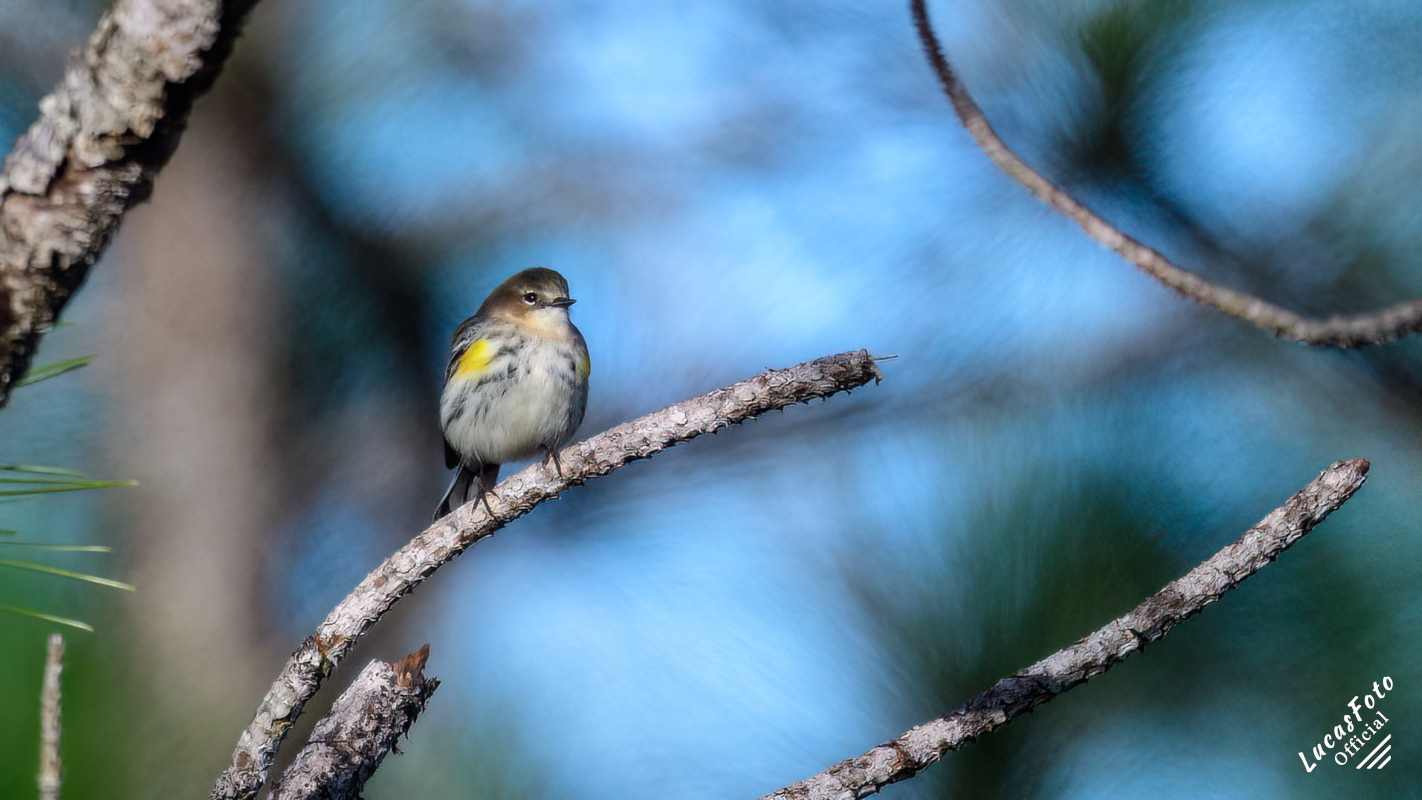 Yellow-rumped Warbler