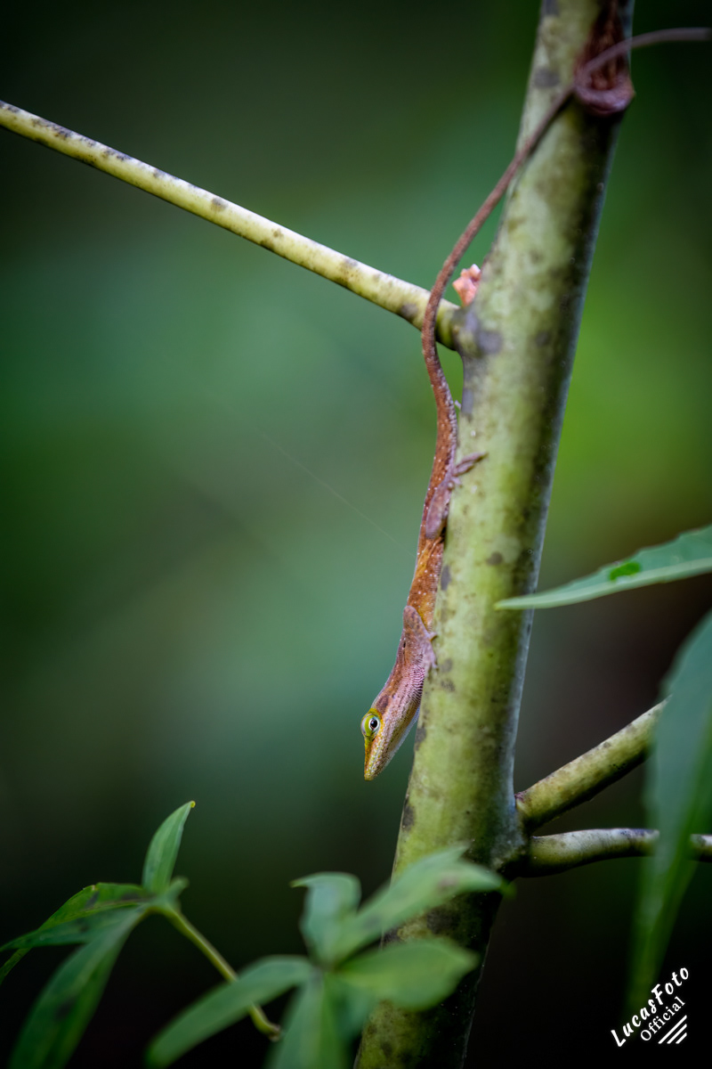 Green Anole