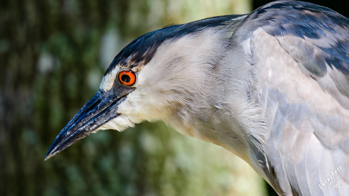 Black-crowned Night Heron