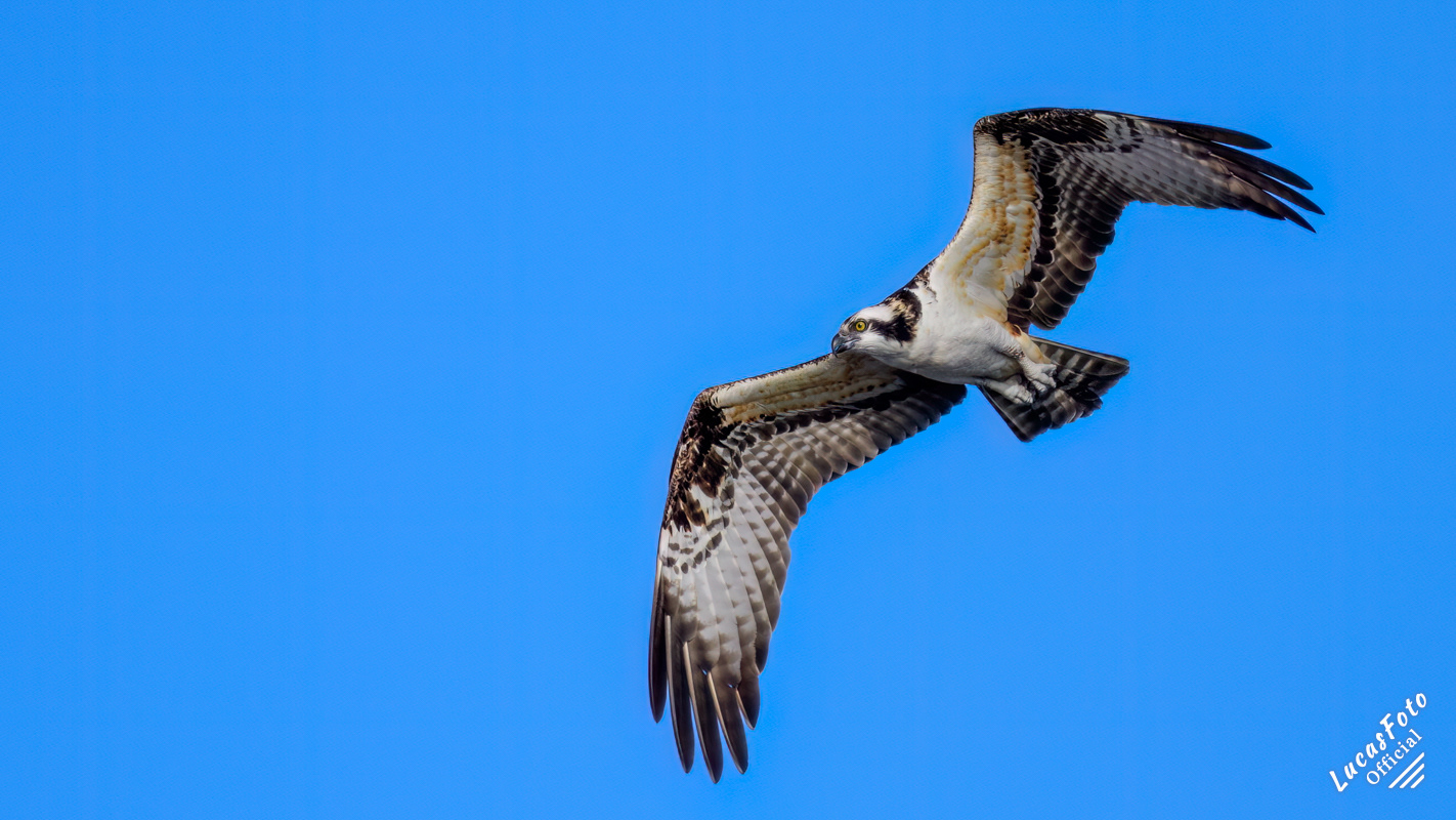 Osprey