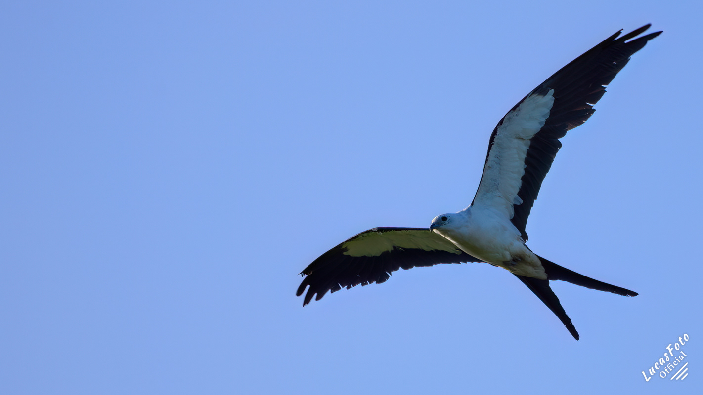 Swallow-tailed Kite