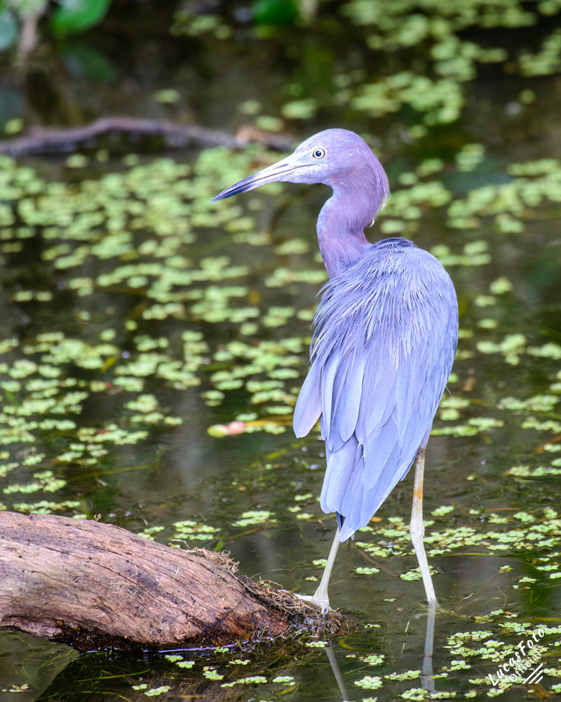 Little Blue Heron