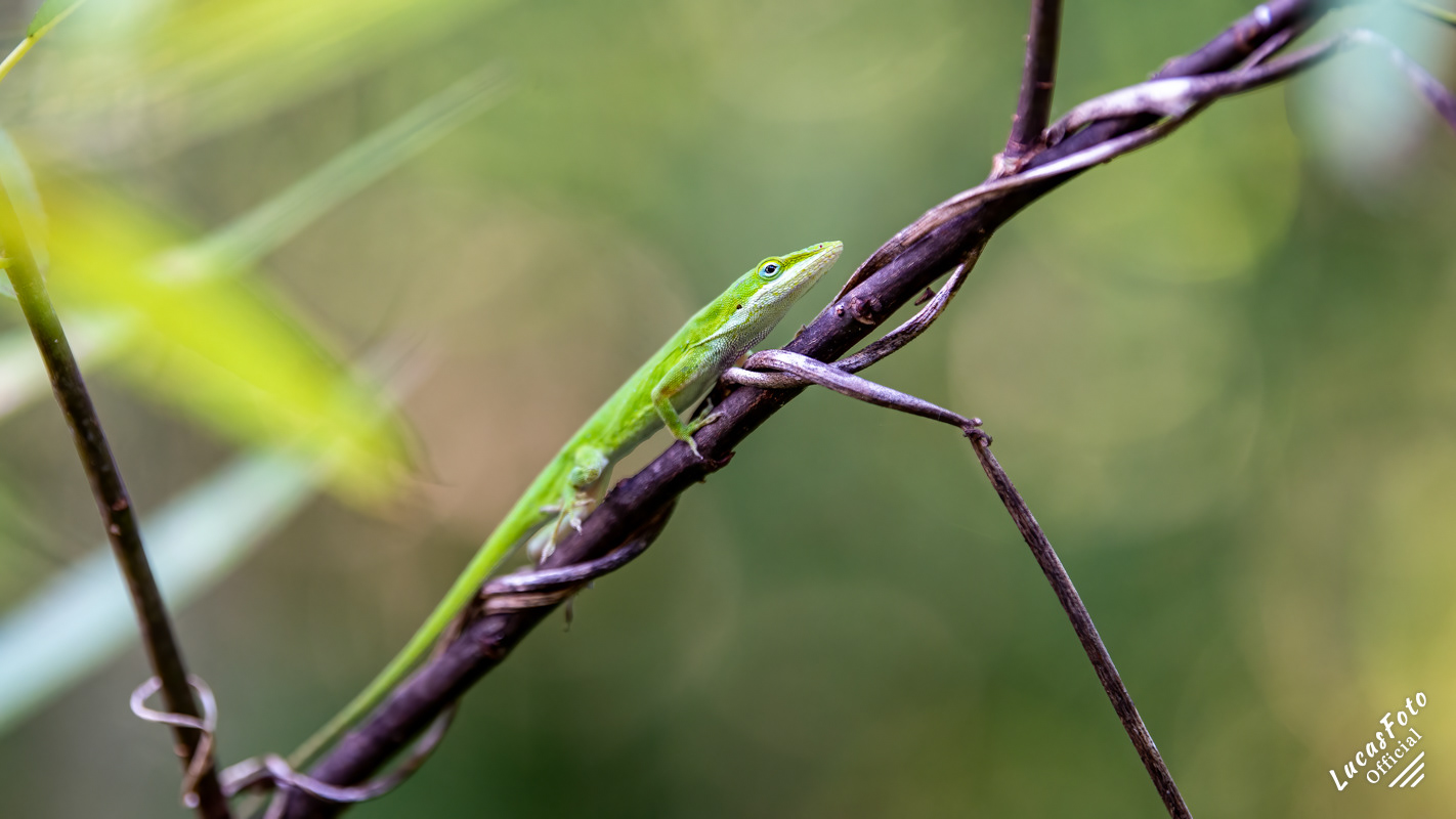 Green Anole