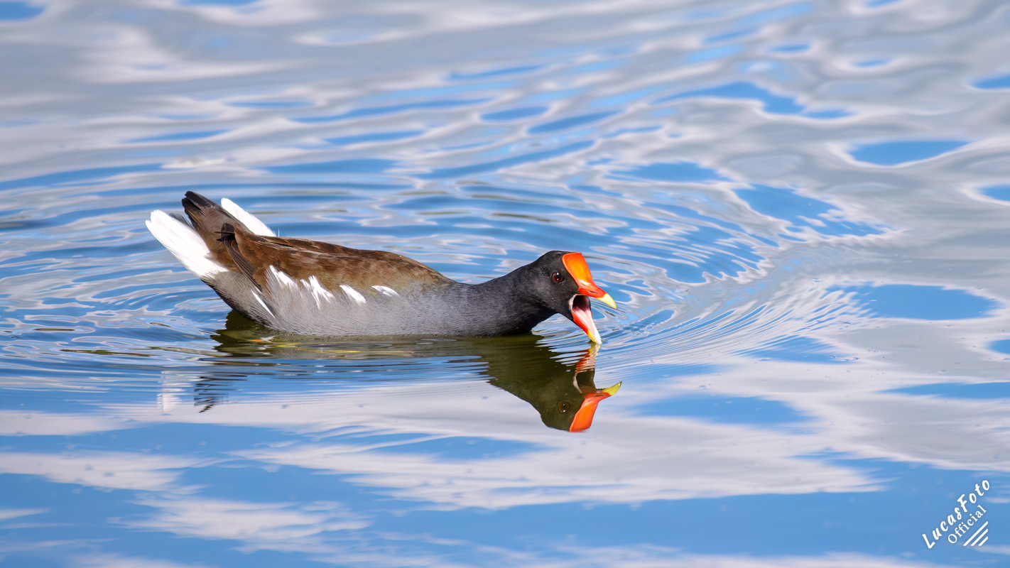 Common Gallinule