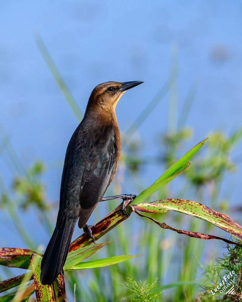 Boat-tailed Grackle