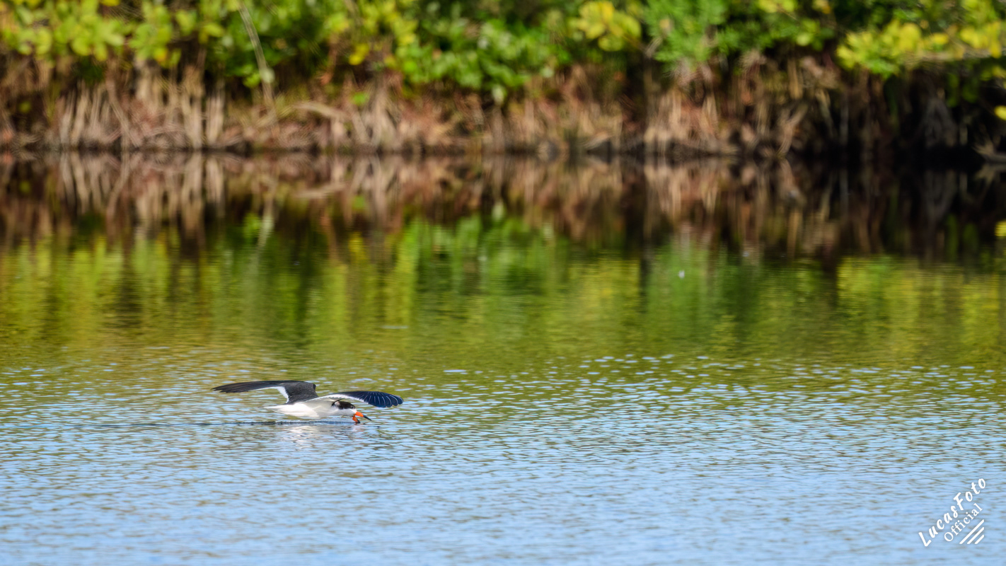 Black Skimmer