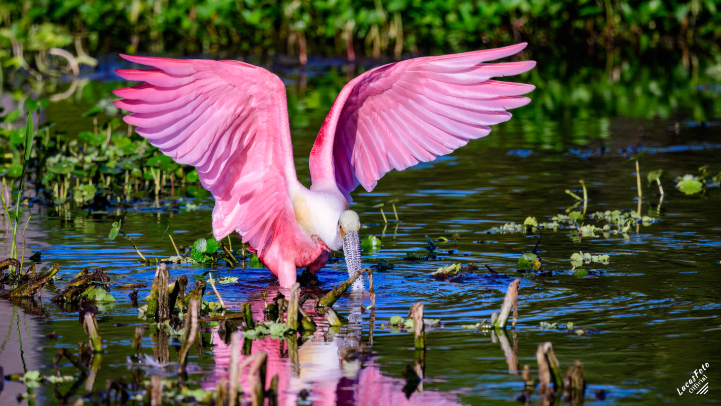 Roseate Spoonbill
