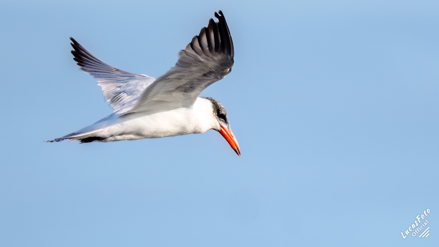Caspian Tern