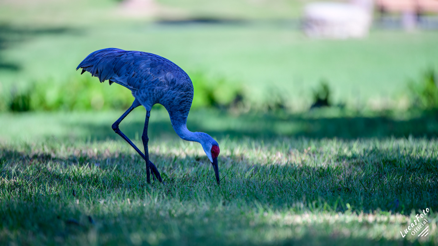 Sandhill Crane